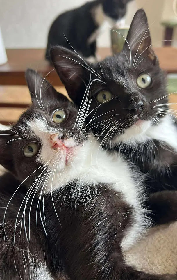 Help Us Raise £25k for UK Cat Welfare | The Purrrfect Loop Research Fund